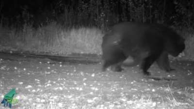 ? This absolute unit of a bear spotted in Minnesota definitely looks ready to hibernate ?