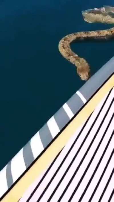 Encountering a big sea snake