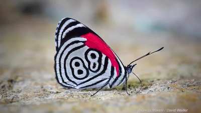 ? 88 Butterfly
