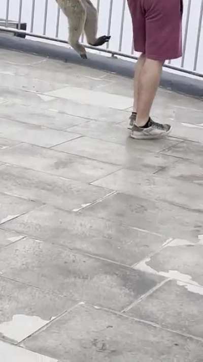 Macaque Backpack Attack