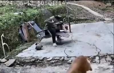 the bee dog