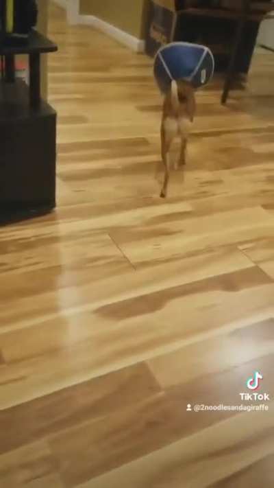 David Attenborough narrates my dog