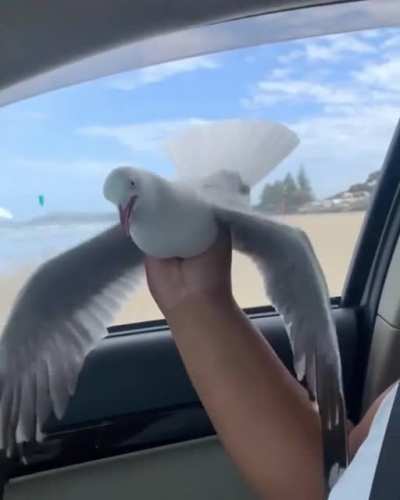 Gotcha