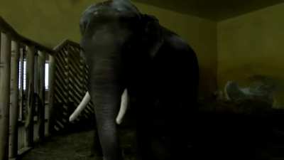 Workers at Kyiv zoo doing everything they can to protect and save the animals