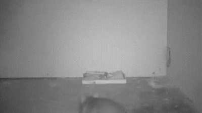 ? A smart rat uses a pencil to activate the trap and get food without compromising its own health.