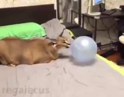 Floppa with balloon.