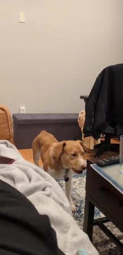 She’s a pterodactyl mix