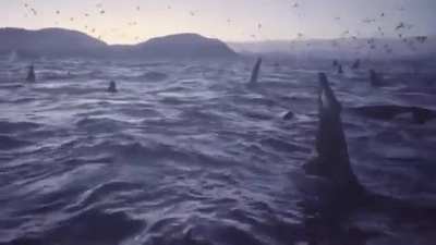 ?Encountering a large pod of Orcas.