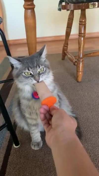 my cat LOVES tuna and water popsicles but she always makes this face when eating them ♥︎?