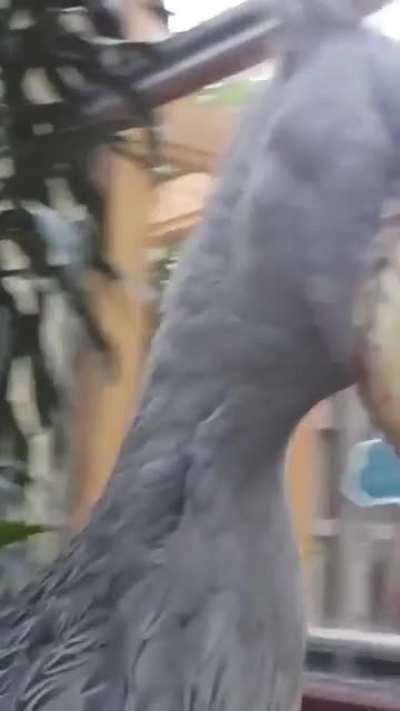 A shoebill stork performing its mating call, where he clack its upper and lower bill together rapidly, sounding like gunshots
