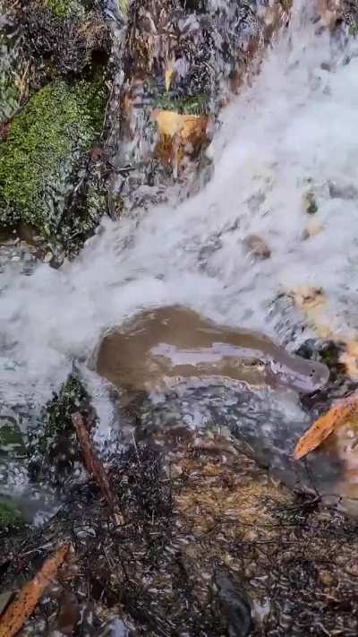 ? Platypus bathing in a small waterfall in Tasmania.