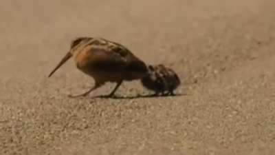 ?Dancing Bird's ??