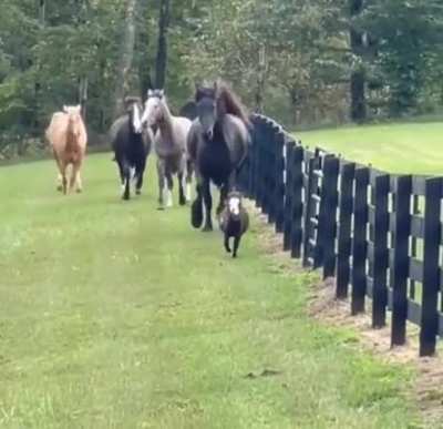 Chubbs started a mini stampede but was able to stay out in front of it
