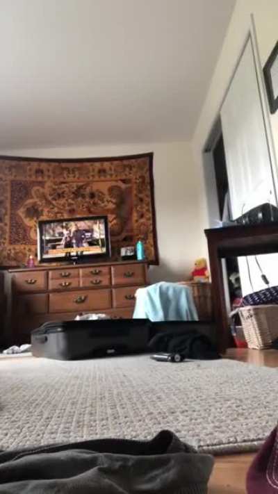 To prank a cat
