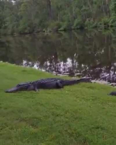 Jaws of death