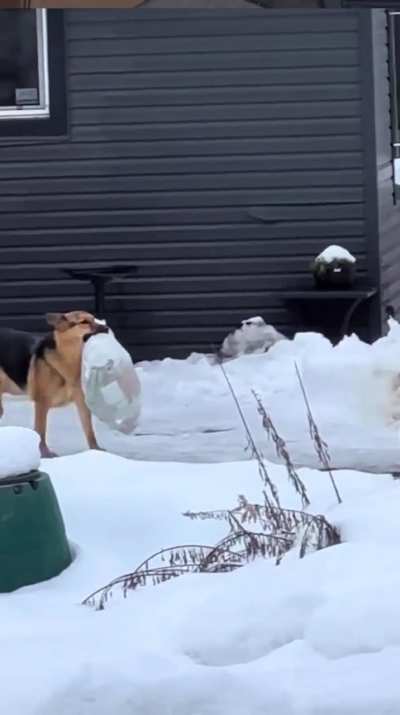 Dog takes out the trash! ?