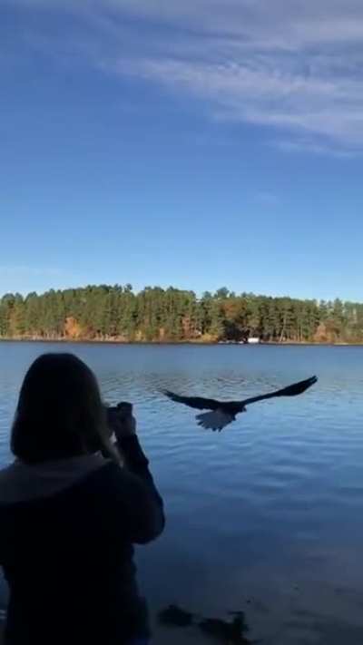 ? Bald Eagle being released back into the wild