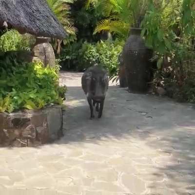Can I pet a warthog? Let's see... Nope.. ???