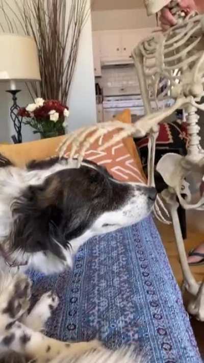 “Terrance the Terror,” our pet skeleton wanted to give Stevie one last head scratch before being packed away until next year. ?