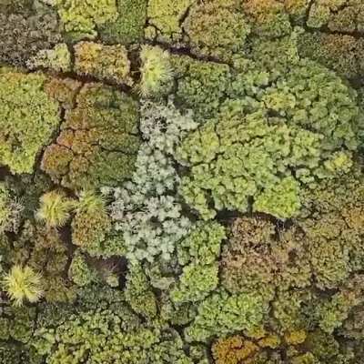 ? Earth’s lungs