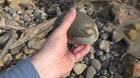 Revealing another 12-million-year-old crab fossil - this time both sides as requested