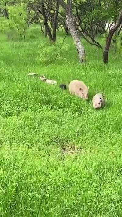 ? Just a little family passing through