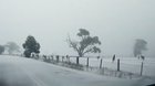 ? These Kangaroos ? hopping through the snow in Australia ??