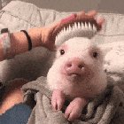 Enjoying the brushies