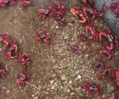 This bridge is used by Red Crabs to cross a busy road on Christmas Island, Australia