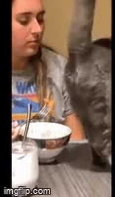 Regret eating with a cat on your table