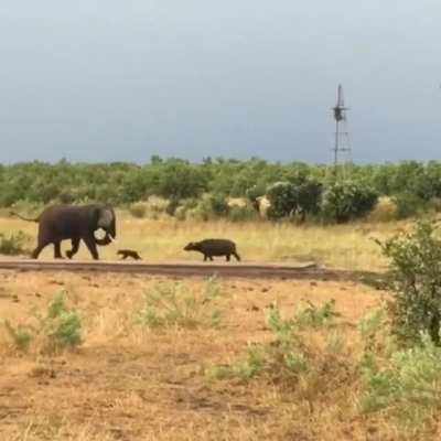? Elephant avoiding conflict with a dAnGeRouS baby water buffalo ?