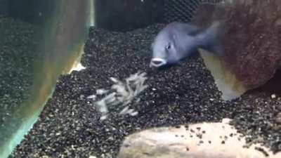 ? African Cichlid Fish Releasing Fry From Mouth