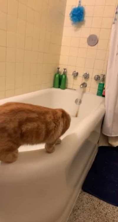Hammy’s first bubble bath!