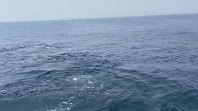 ? Humpback whale pod 20 miles off the coast of Massachusetts