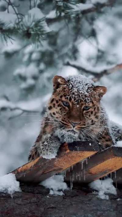 ? A fabulously beautiful leopard