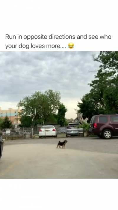 Tornadoggo
