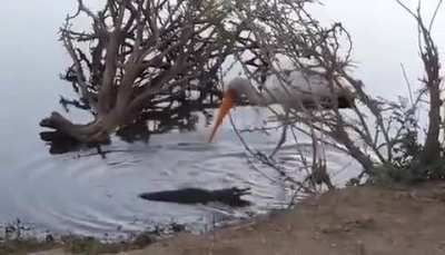 ? Little Crocodile, big dreams.