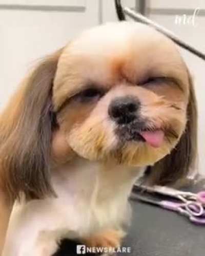 Pet Shih Tzu makes hilarious face while getting groomed ?