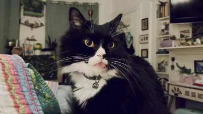 2022: my weird cat 4 you