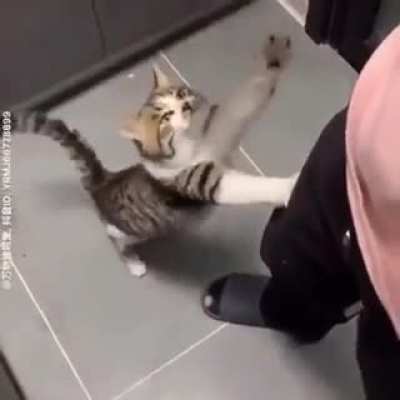 Kitty just wanted a bite...