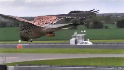 ? This Falcon Stabilizing its Head on a Windy Day ?