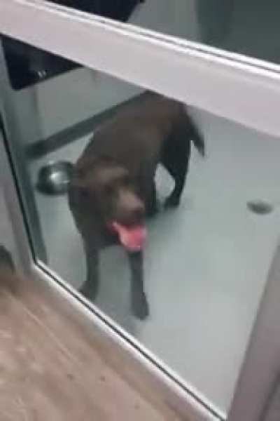 Uncontrollable tippy taps right before adoption