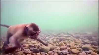 ? macaques have the ability to dive underwater in pursuit of food
