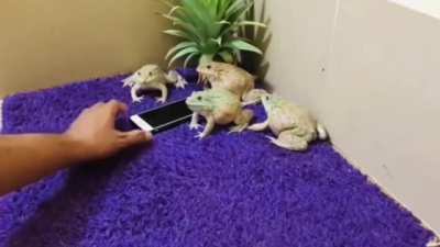 Frogs yelling