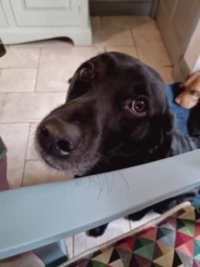 Pet me plz!