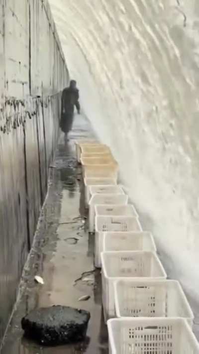 This guy set up buckets to catch fish going over the waterfall.