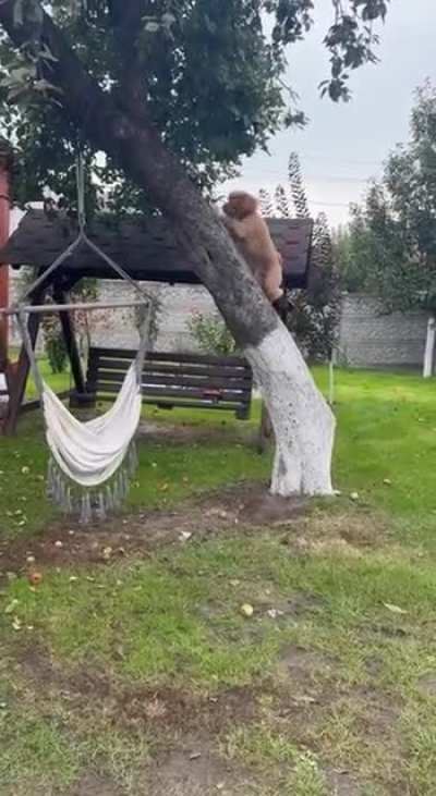 I think my dog might be part squirrel.