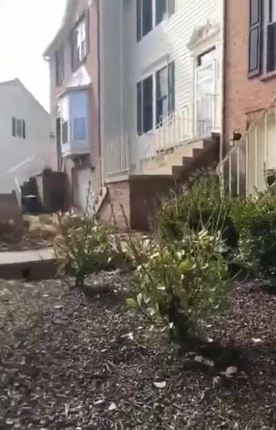 Cat with metamorphosis abilities