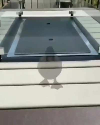 See a life sized duck