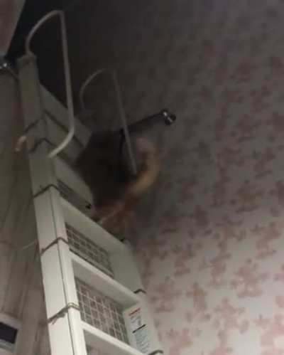 He is chonking up the stairs